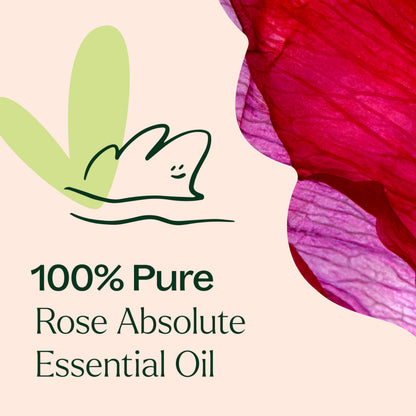 Rose Absolute Essential Oil 5 mL – Plant Therapy | 100% Pure