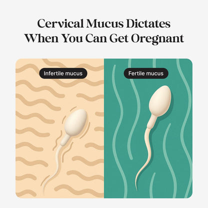 kegg Fertility Tracker + Free Fertility App | Gold | Discover Your Most Fertile Days | No Recurring costs | Predicts Fertile Window | Helps Exercise Pelvic Floor Muscles
