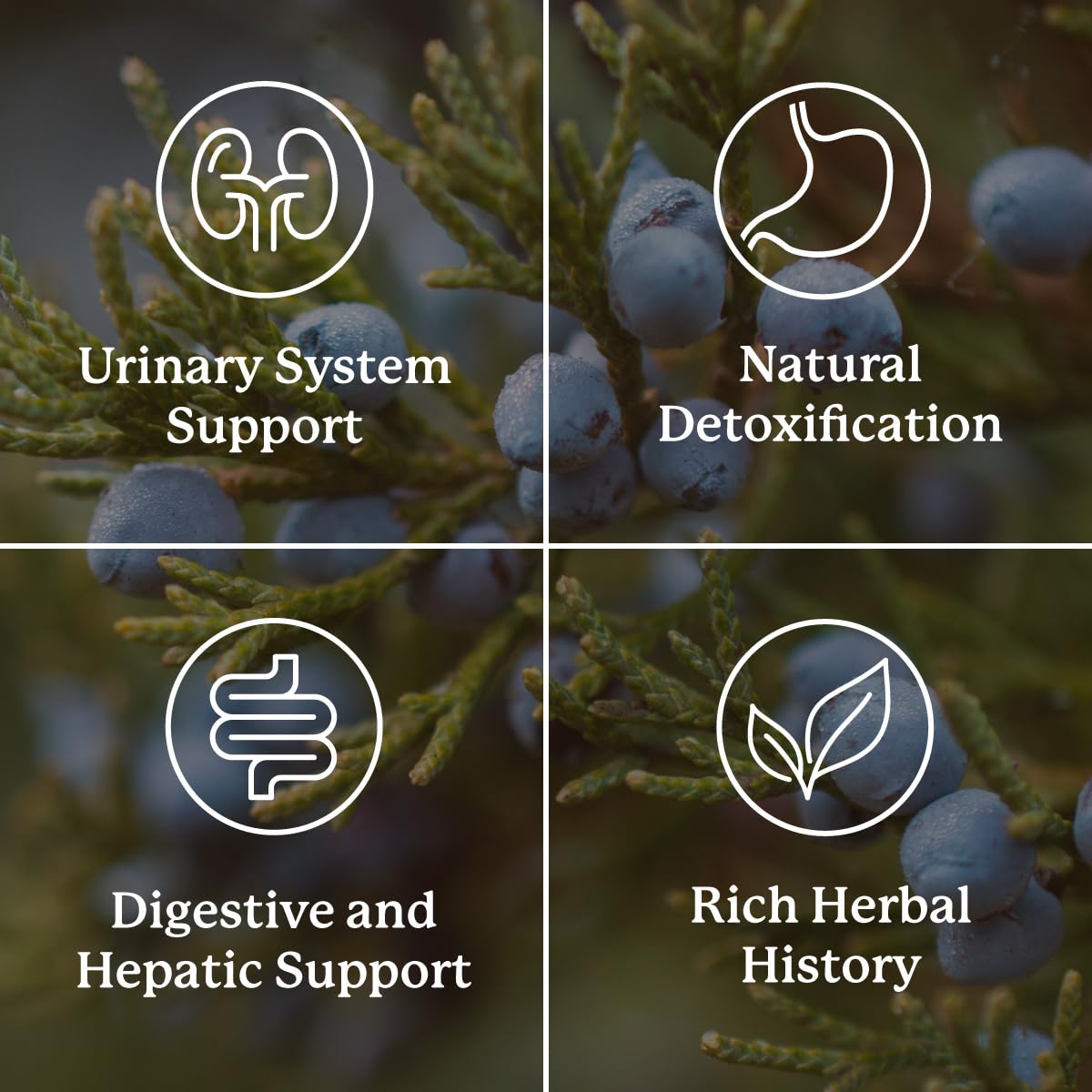 Nature's Sunshine Kidney Activator Capsules – 100 Capsules | Herbal Kidney Support