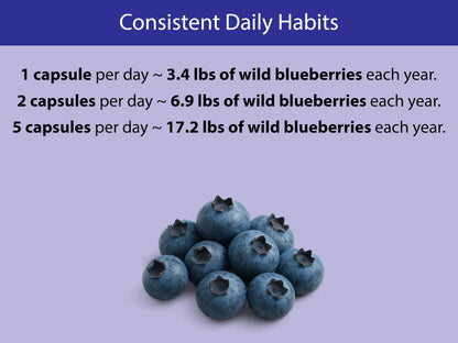 KOYAH Organic Wild Blueberry Capsules – Freeze-Dried Lowbush (Vaccinium angustifolium) – 60 Capsules | Cognitive Support