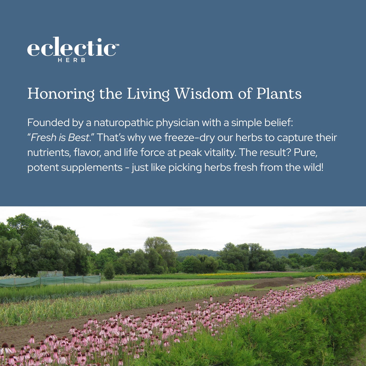 Eclectic Herb Bilberry Capsules | Vision Health & Cardiovascular Support | Vegan, Non-GMO