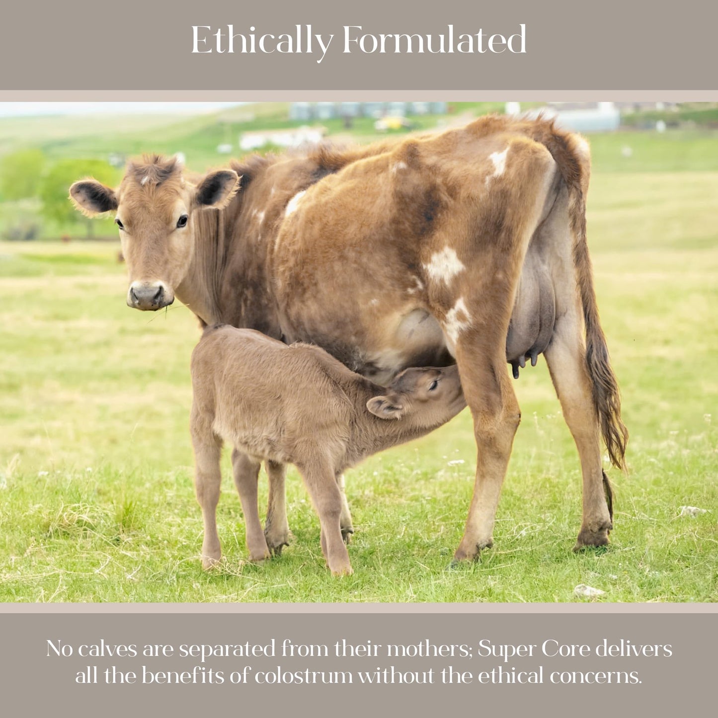 KROMA Super Core Dairy-Free Colostrum Powder — Gut Health & Immune Support