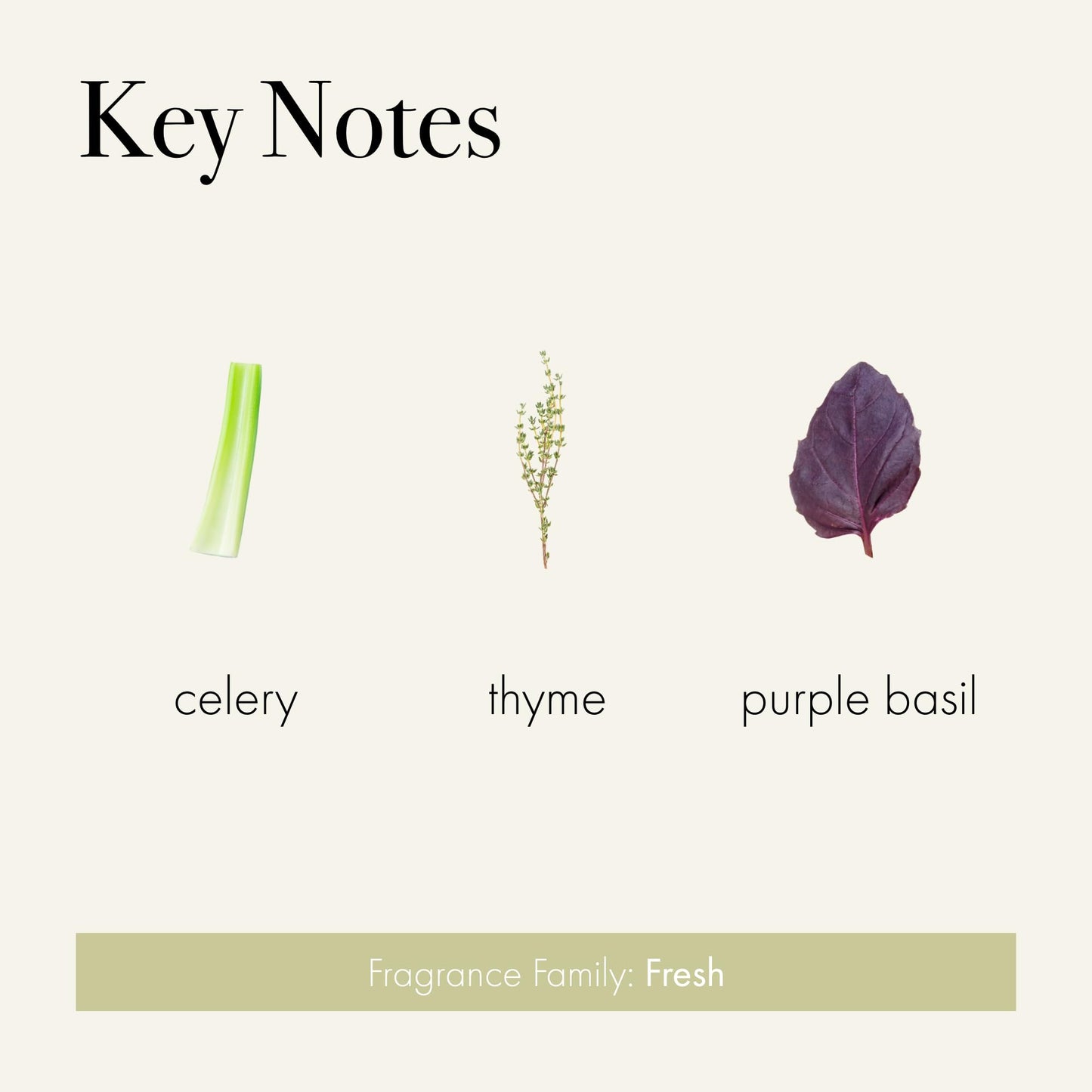LAFCO New York Signature Candle Celery Thyme – 15.5 oz, 90-Hour Burn, USA Made