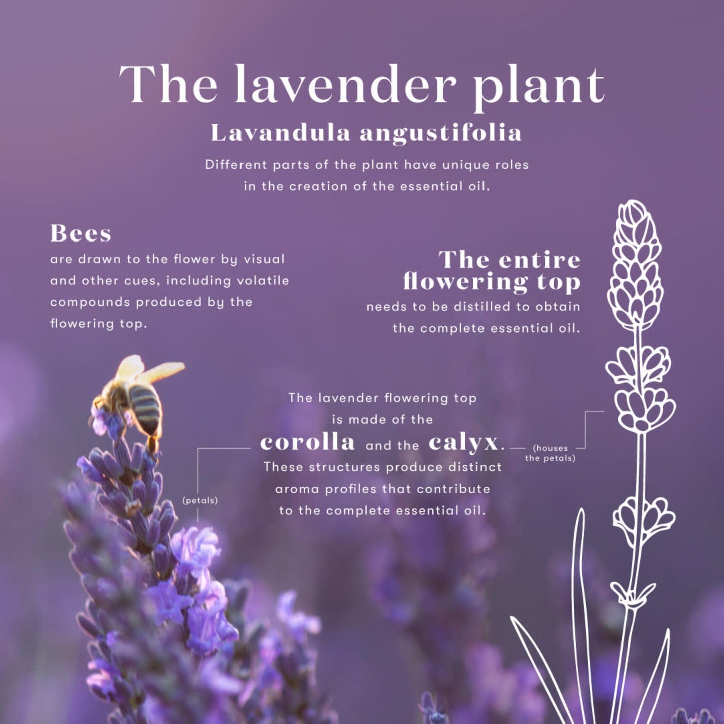 Lavender Essential Oil by Young Living, 15 mL – Topical & Aromatic Use