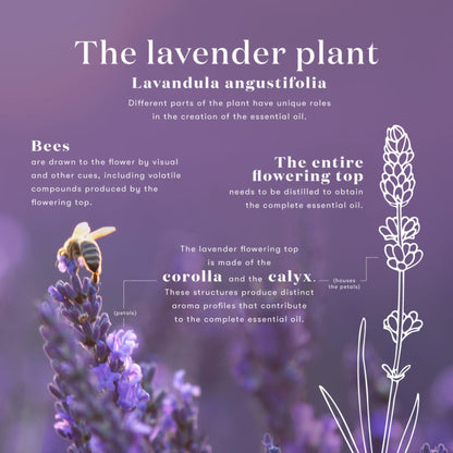 Lavender Essential Oil by Young Living, 15 mL – Topical & Aromatic Use