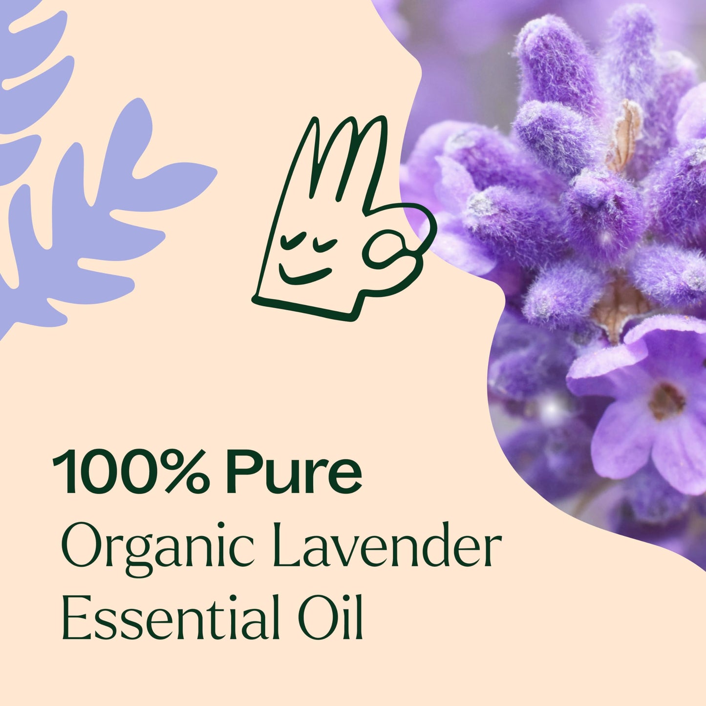 Plant Therapy Organic Lavender Essential Oil – 100% Pure, USDA Organic, 10 mL