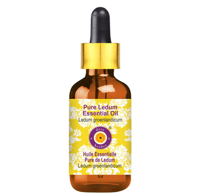Ledum Essential Oil 15ml | Deve Herbes Pure (Ledum groenlandicum)