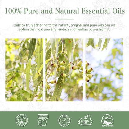Lemon Eucalyptus Essential Oil 100ml | PHATOIL Aromatherapy for Diffusers, Soap & Candles
