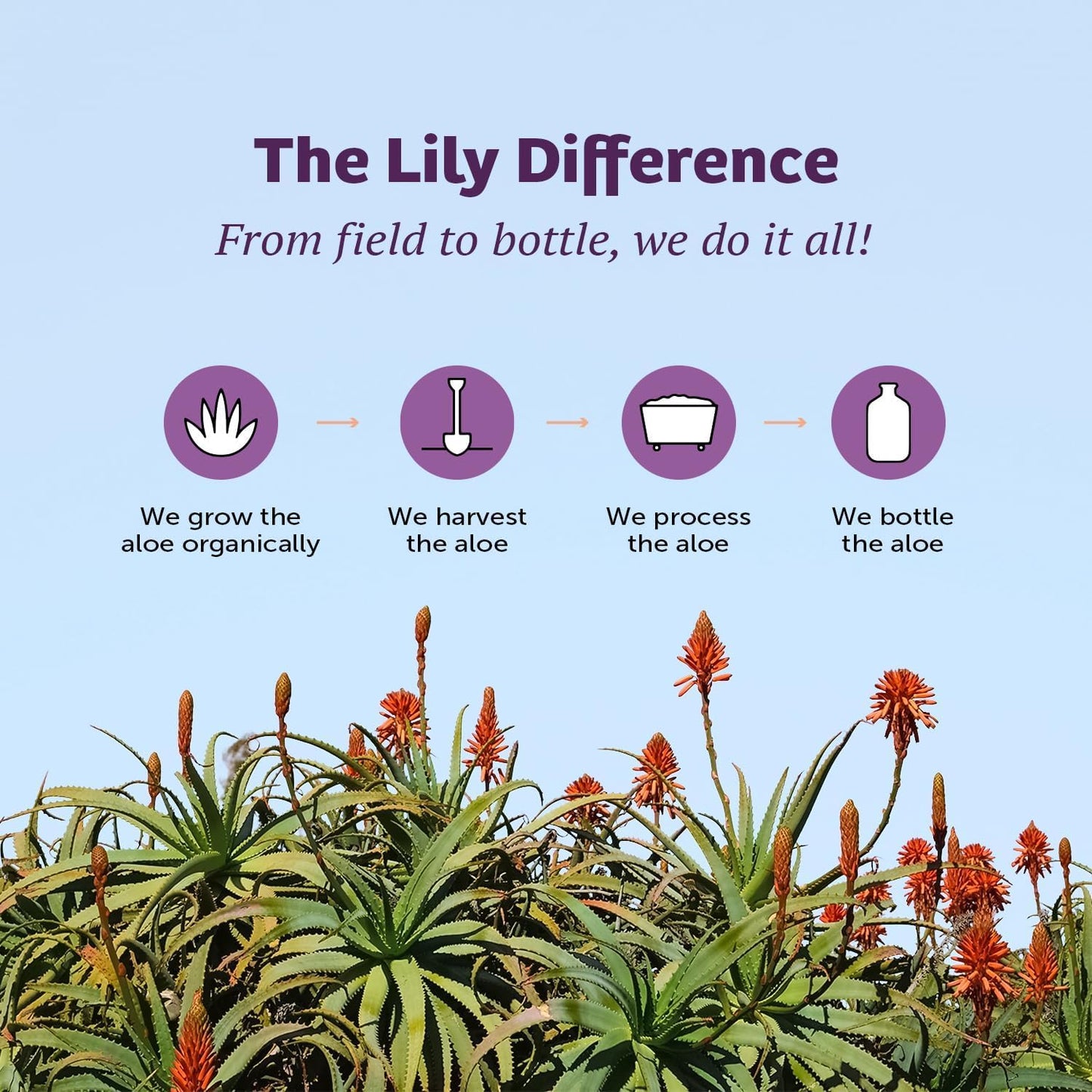 Lily of the Desert Aloe Vera Juice Whole Leaf 2-Pack 32 fl oz