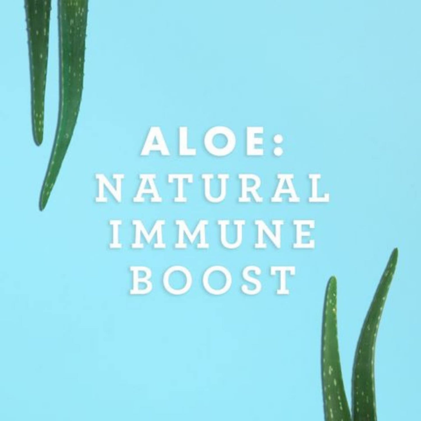 Lily Of The Desert Aloe Vera Juice Drink - Inner Fillet, Vegan, Gluten Free, 16 oz