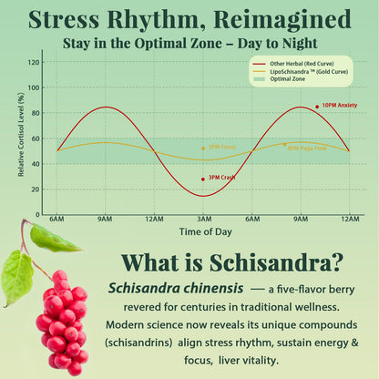 Liposomal Schisandra Berry Extract 1200mg – Stress & Adrenal Support | Vegan Softgels