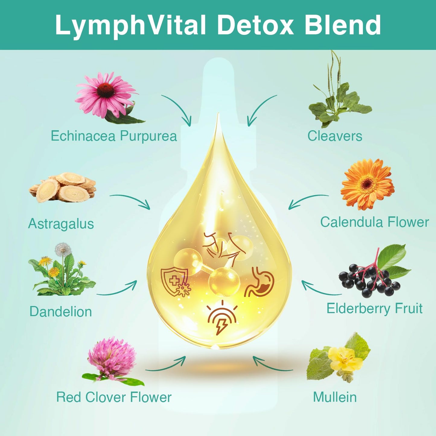 Owegel Liposomal Lymphatic Drainage Drops 2000mg – Immune & Lymphatic Support – Sugar-Free, Alcohol-Free – 2 FL OZ