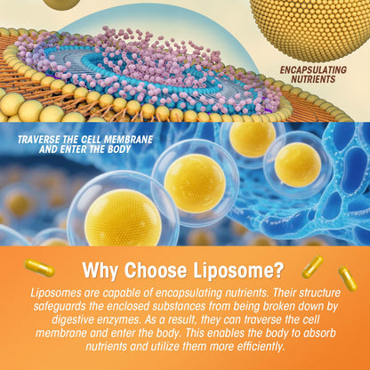 Liposomal Turmeric Curcumin Supplement – High Potency 95% Curcuminoids with Pepper & Moringa | Enhanced Bioavailability & Joint Support