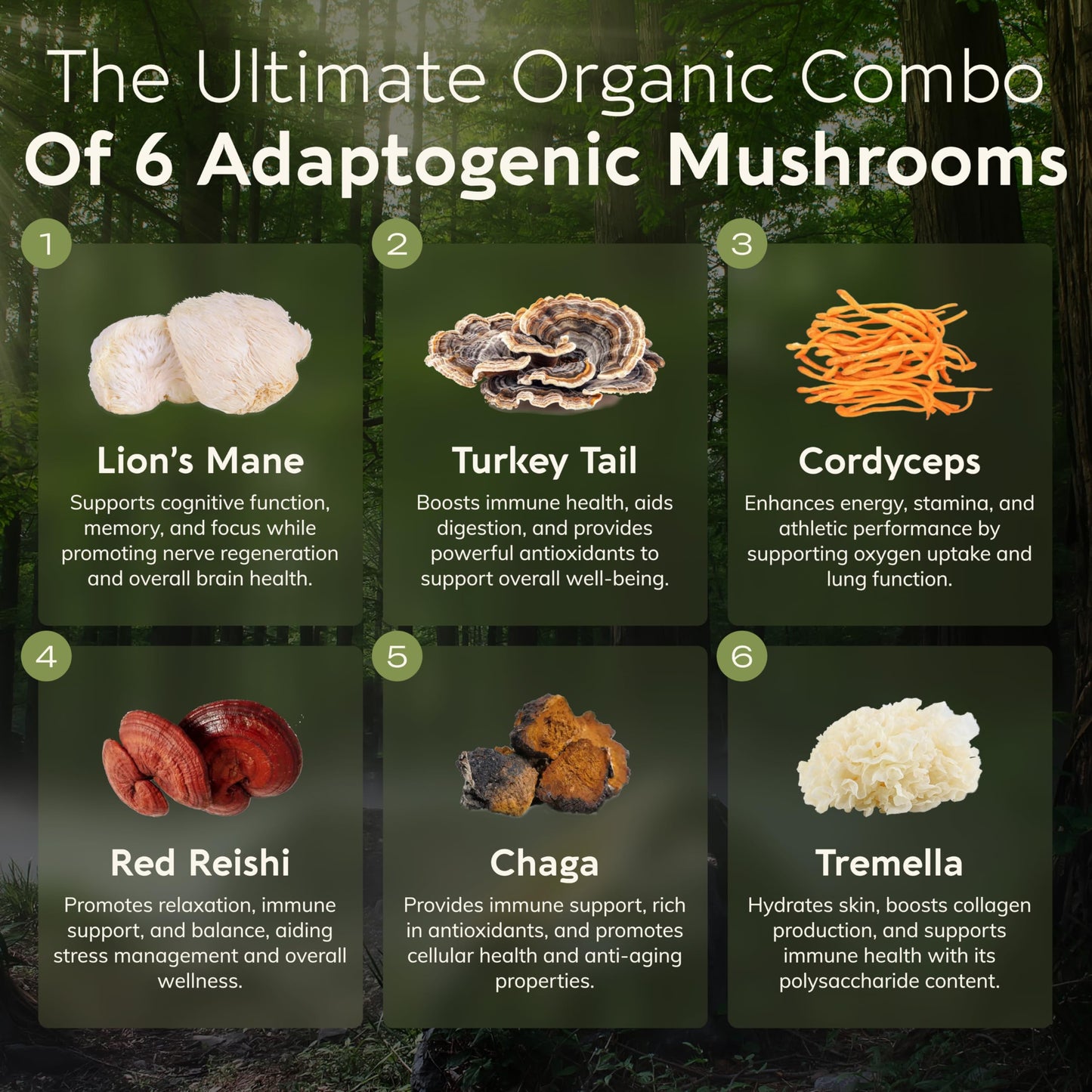 Longevity Botanicals Super Six Organic Mushroom Blend 100g | Reishi, Lion’s Mane, Chaga, Cordyceps, Tremella & Turkey Tail | Extract Powder Mix | 10:1 Ratio | 100% Fruiting Bodies | Mushroom Complex