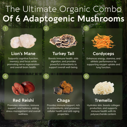 Longevity Botanicals Super Six Organic Mushroom Blend 100g | Reishi, Lion’s Mane, Chaga, Cordyceps, Tremella & Turkey Tail | Extract Powder Mix | 10:1 Ratio | 100% Fruiting Bodies | Mushroom Complex