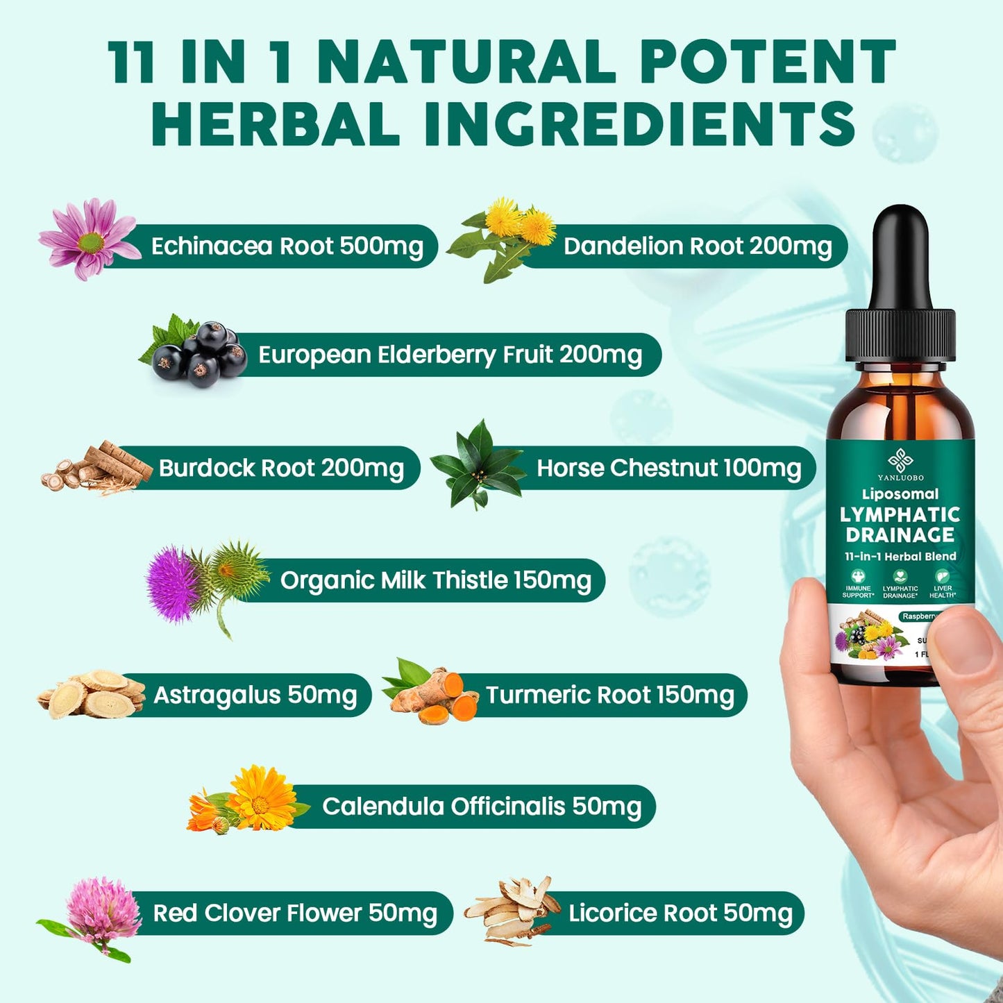 Lymphatic Drainage Drops - 11 in 1 Lymphatic Supplement for Immune, Lymph System & Liver Detox - with Echinacea, Horse Chestnut, Dandelion, Elderberry & Burdock - Raspberry Flavor, Vegan, 2 Fl Oz