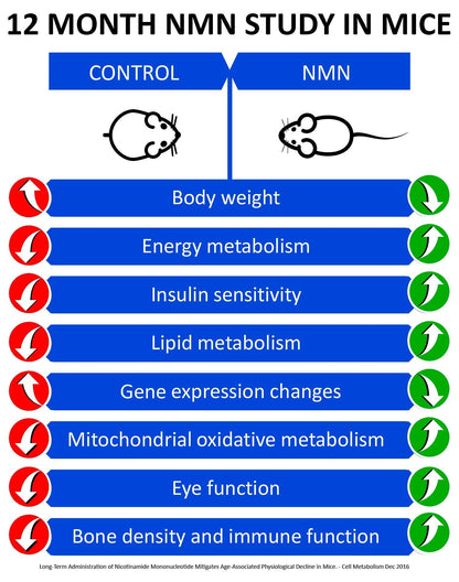 MAAC10 NMN Supplement - 125mg NMN Capsules (30 Count) | NAD+ Booster