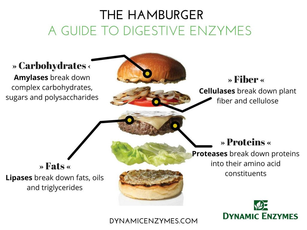 Eat E-Z Ultra Digestive Enzymes – Gut Health, Anti-Bloating & Immune Support | 90 Count