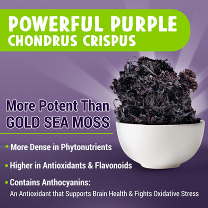 MAJU Purple Sea Moss Capsules 60ct – Extra-Strength Chondrus Crispus, Wild Harvested