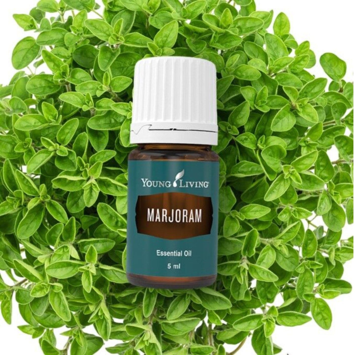 Young Living Marjoram Essential Oil 5 ml | Soothing Muscle Relief & Relaxation