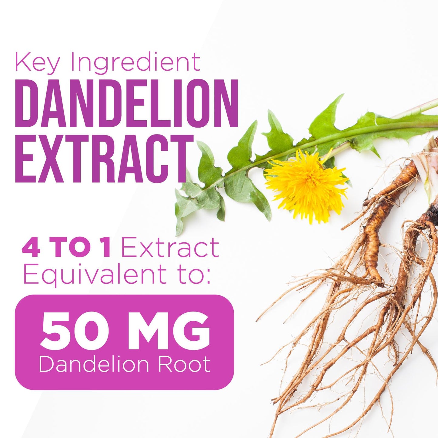 Milk Thistle Supplement 1000mg Equivalent - Liver Health Support with Dandelion Root & Silymarin Marianum (9:1 Extract) - 60 Capsules