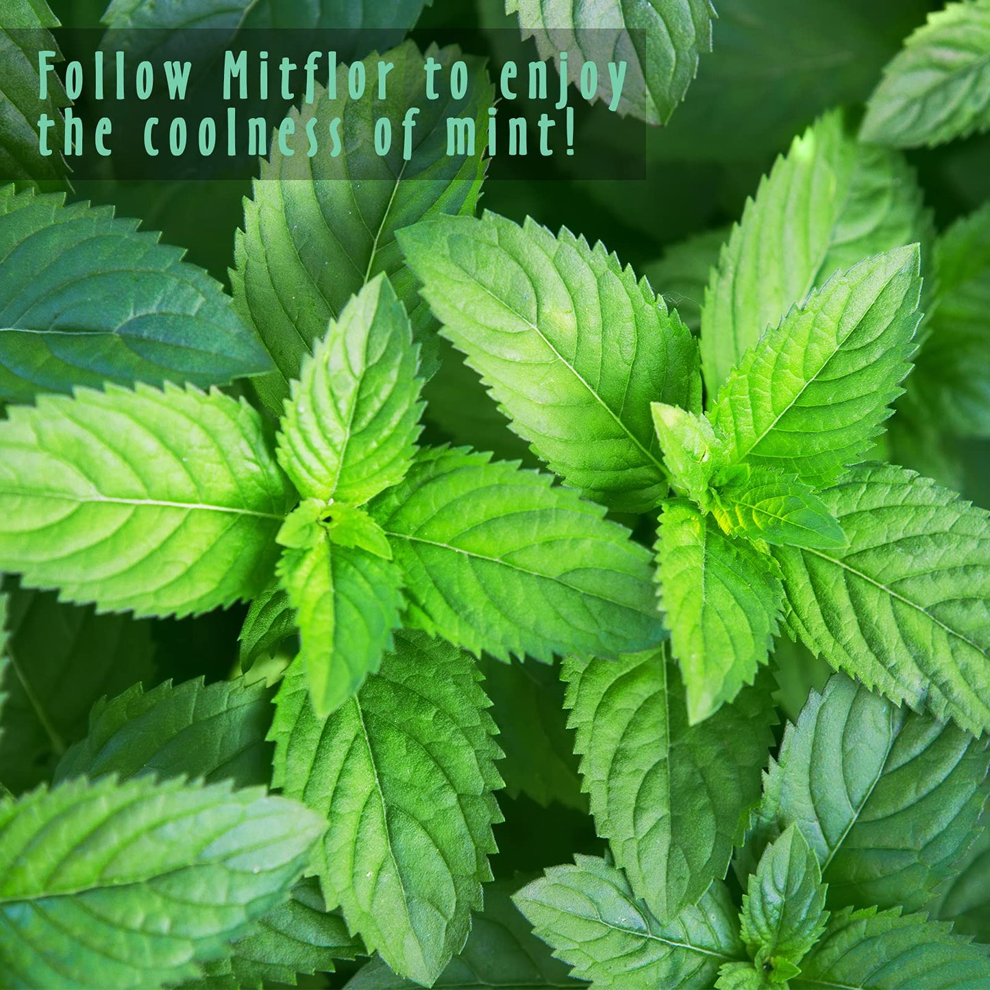 MitFlor Mint Fragrance Oils Set – 6x10ml Premium Scented Oils for Diffuser, Candle & Soap Making