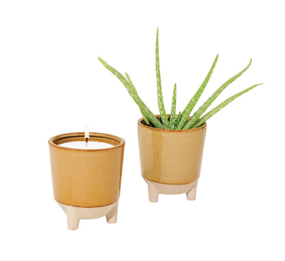 Modern Sprout Glow and Grow Kit — Candle That Becomes Aloe Planter in Ceramic Vessel