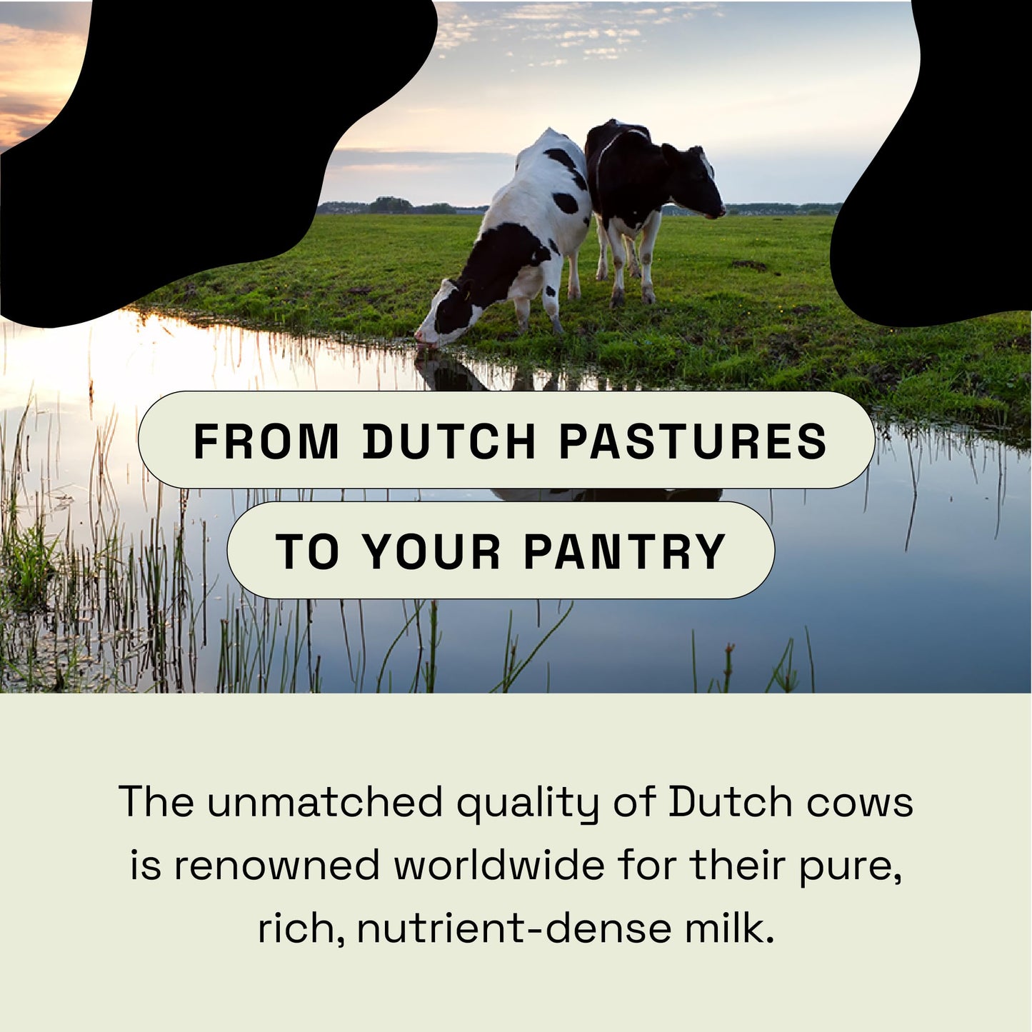 MOOVE Bovine Colostrum Capsules 1,000mg – Grass-Fed Dutch Cows | Immune & Gut Support | 60ct