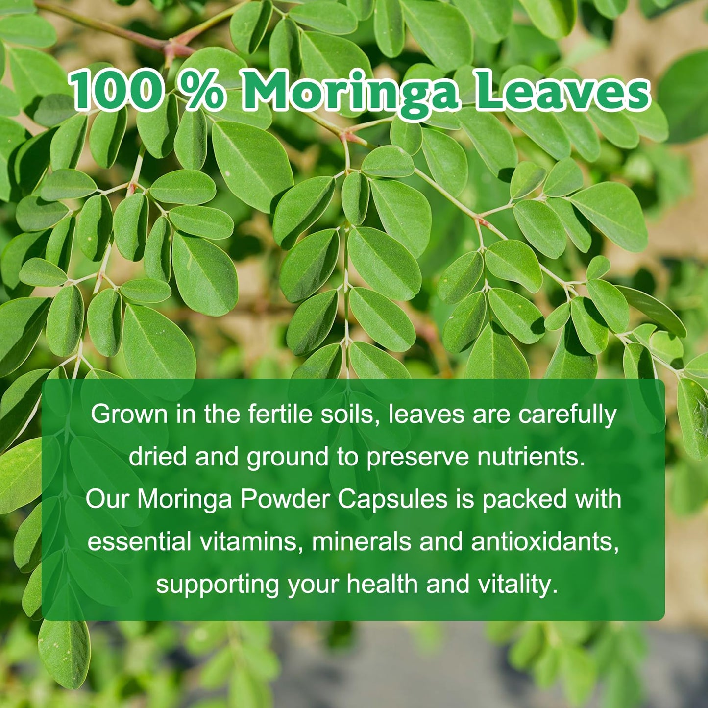 Moringa Powder Capsules – Pure Moringa Leaf, 800mg, 240 Vegan Capsules