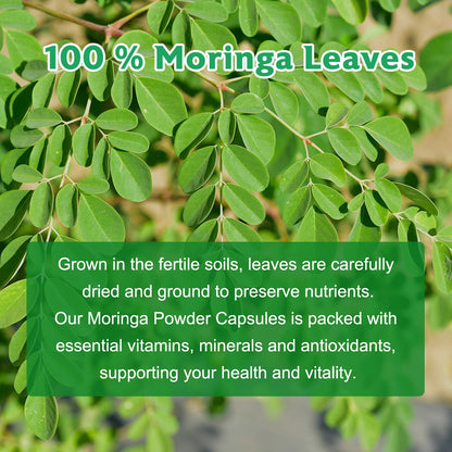 Moringa Powder Capsules – Pure Moringa Leaf, 800mg, 240 Vegan Capsules