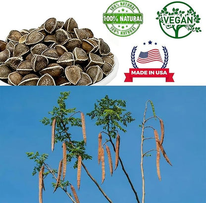 Premium Moringa Seed Moringa Oleifera Malunggay Drumstick Seeds from India – 8 oz Bag, 100% Natural Superfood