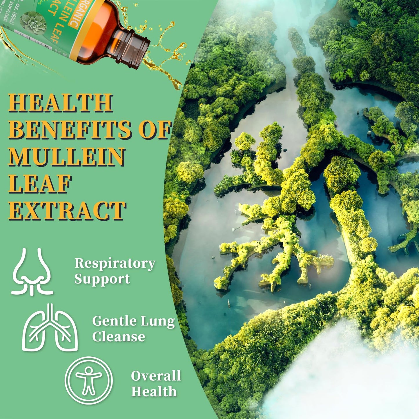 Mosslly 1700mg Mullein Drops for Lungs – Organic Mullein Leaf Extract, 2 Oz