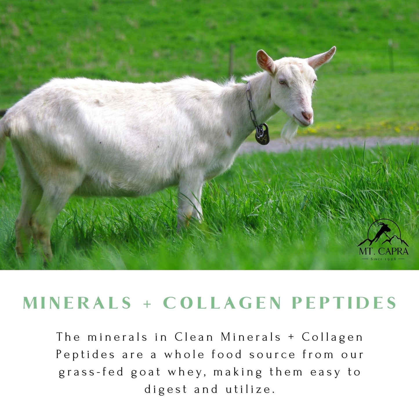 Mt. Capra Clean Minerals with Collagen Peptides | Whole Food Minerals from Goat Milk Whey and Grass-Fed Type I and III Collagen Peptides | 10 g Protein per Serving | Unflavored | 20 Servings - 23.8 oz