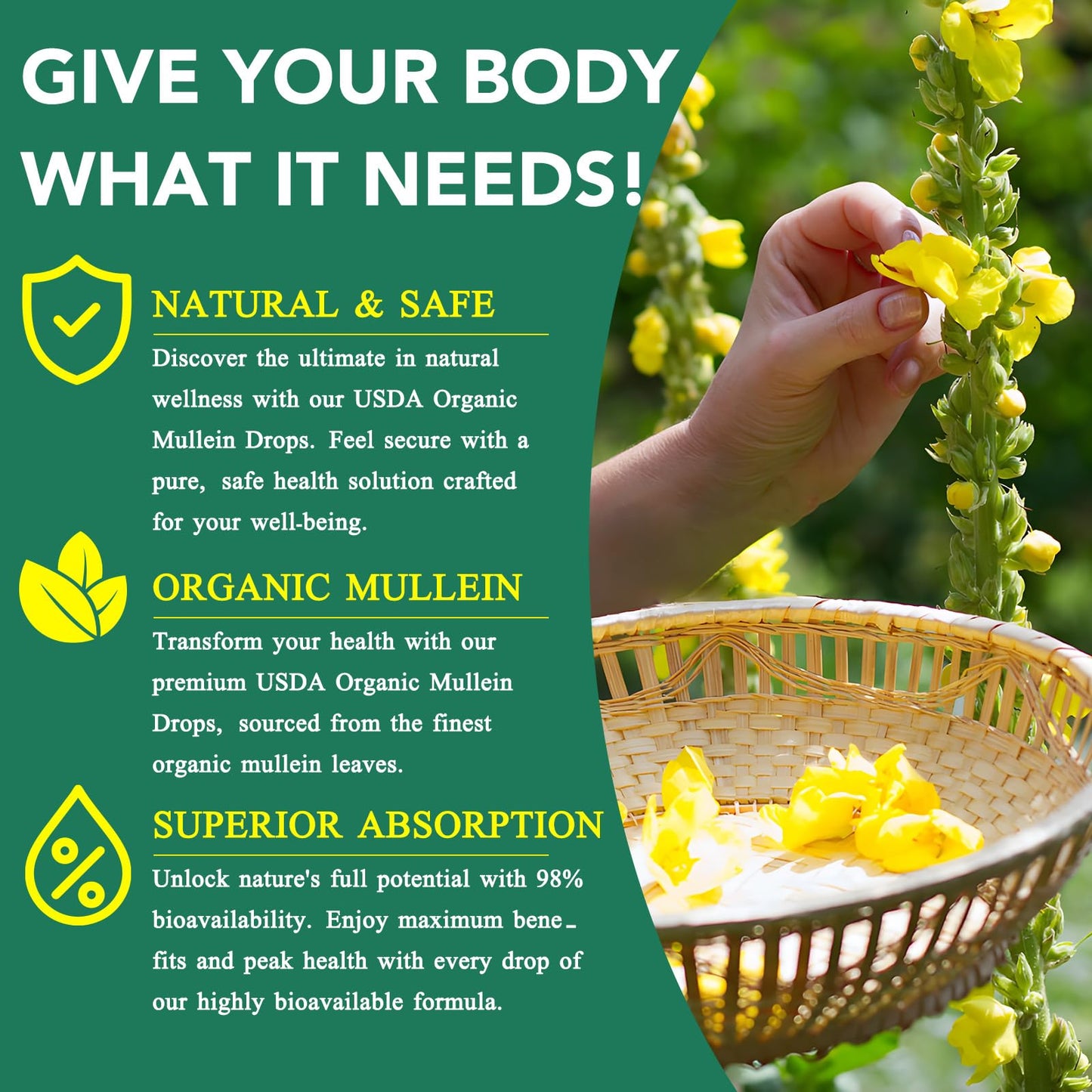 Mullein Drops for Lungs - 4 Fl Oz | Respiratory Support & Immune Health