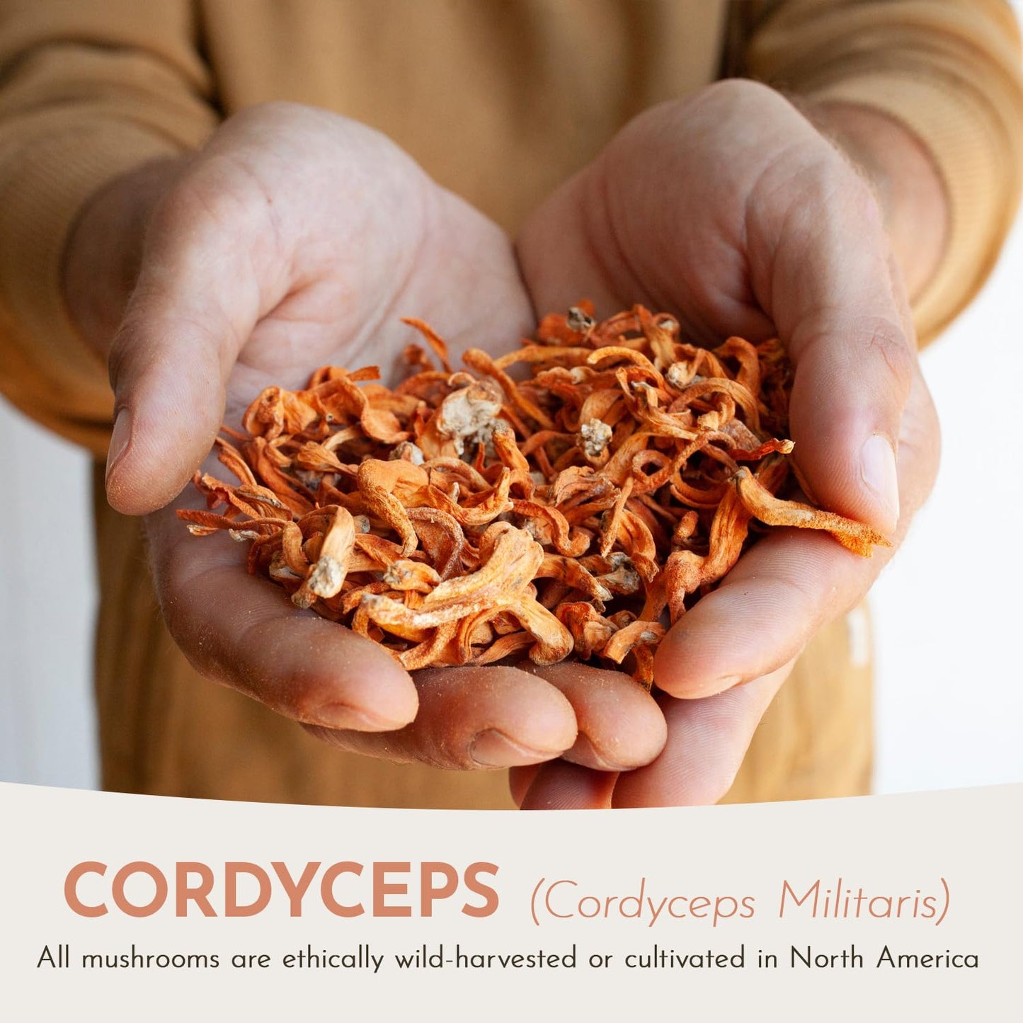 Feral Fungi Cordyceps Tincture – 100% Pure Mushroom Extract (USA Grown) 1 oz