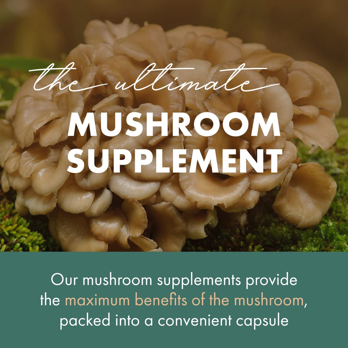 PURE ESSENCE LABS MyPure Maitake Mushrooms - Concentrated Maitake Mushroom Powder Supplement for Immune System Support, Stress Relief, Build Energy, Strength Booster for Men & Women - 2 Month Supply