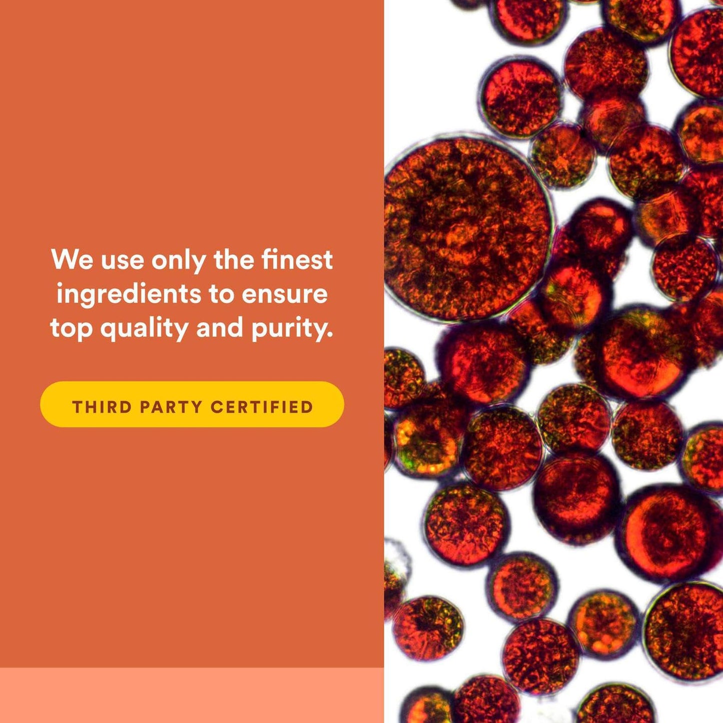NATURAL FACTORS Astaxanthin Plus 4Mg, 60 CT | Eye Health & Immunity