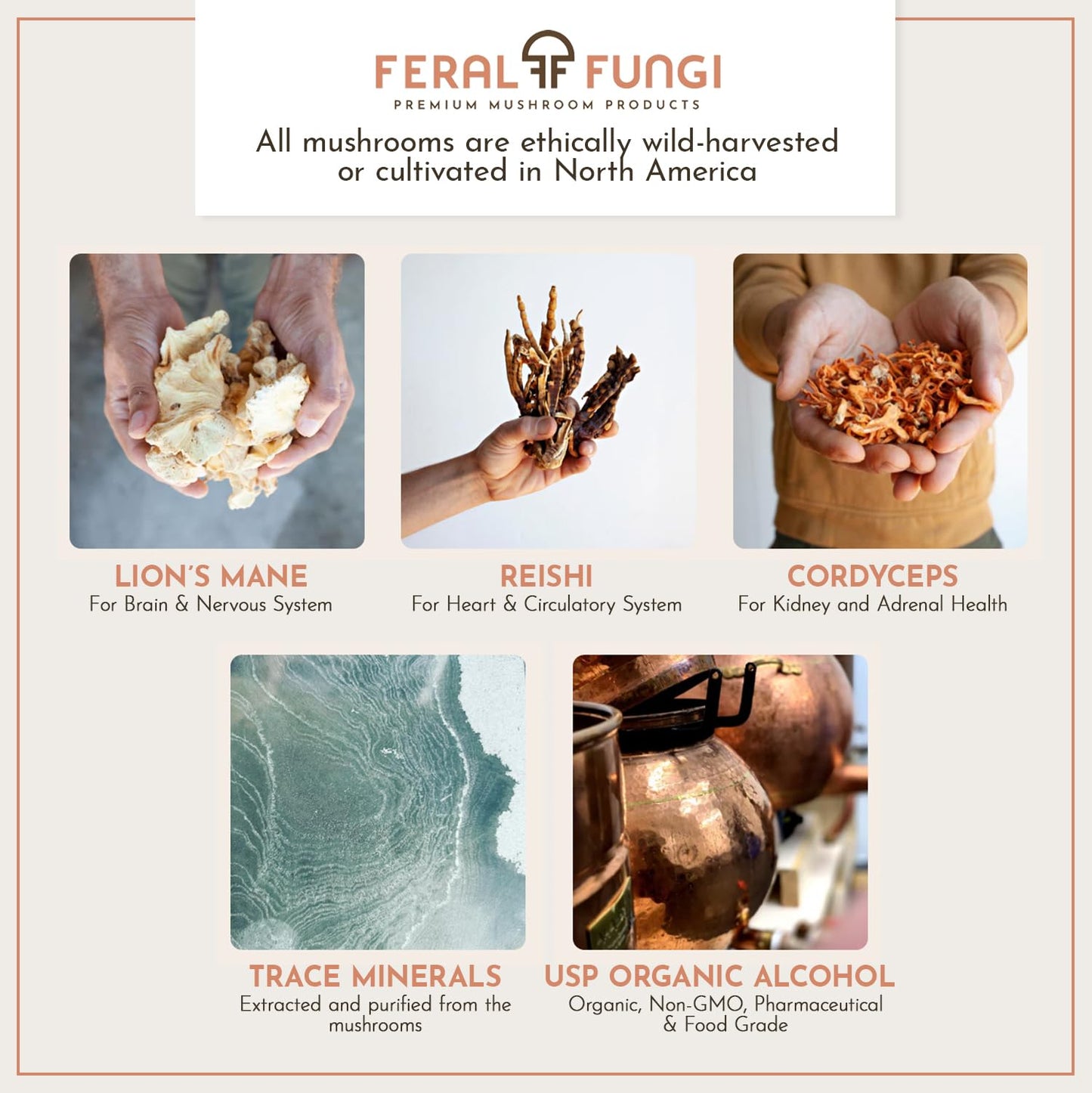 Feral Fungi Myco-Clarity Tincture - 100% Pure Mushroom Extract | USA-Grown 1 oz
