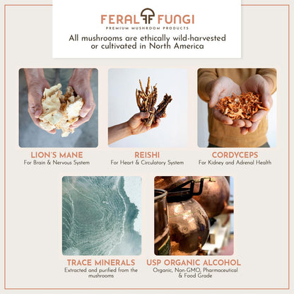 Feral Fungi Myco-Clarity Tincture - 100% Pure Mushroom Extract | USA-Grown 1 oz