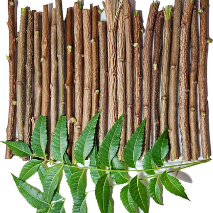 Ayurvedic Neem Datun - Organic Toothbrush Twig (5-7 in) Pack of 10