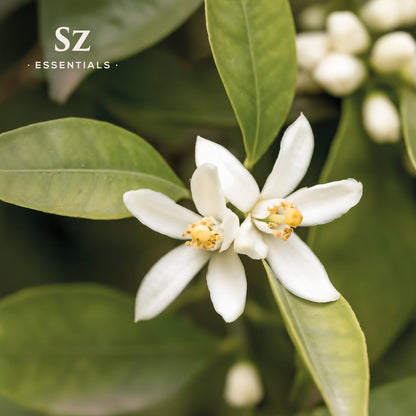 Sz Essentials Neroli Essential Oil 5ml – 100% Pure, Therapeutic Grade