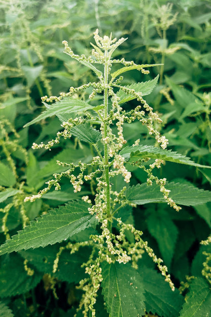 Stinging Nettle Seeds (Urtica dioica) – 0.7oz/20g, Germany | Gluten Free & Non-GMO