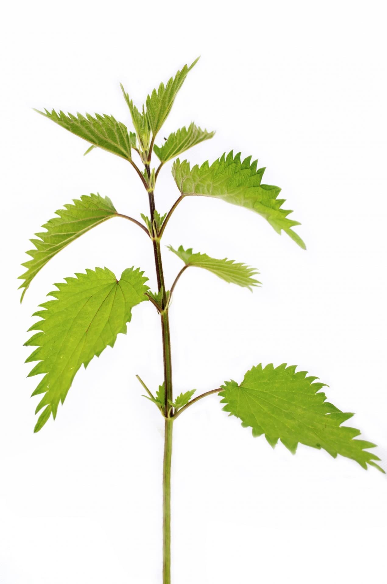 Stinging Nettle Seeds (Urtica dioica) – 0.7oz/20g, Germany | Gluten Free & Non-GMO