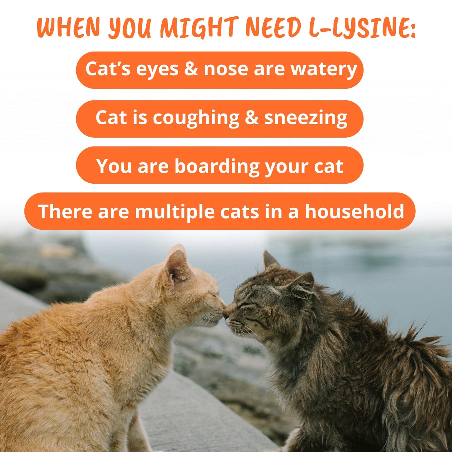 Under the Weather Pet Daily Cat L-Lysine | Immune Support & Respiratory Health | 60 Star Shaped Soft Chews