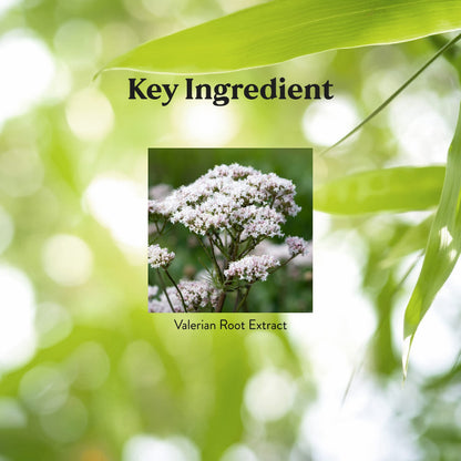 Nature's Sunshine Valerian Root 100 Capsules | Relaxation & Sleep Support