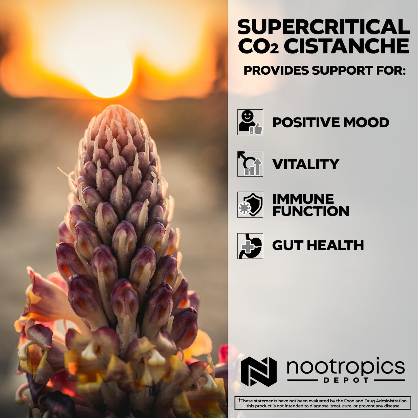 Nootropics Depot Cistanche Supercritical CO2 Extract Capsules – 60 Count | 20% Echinacoside + 20% Verbascoside