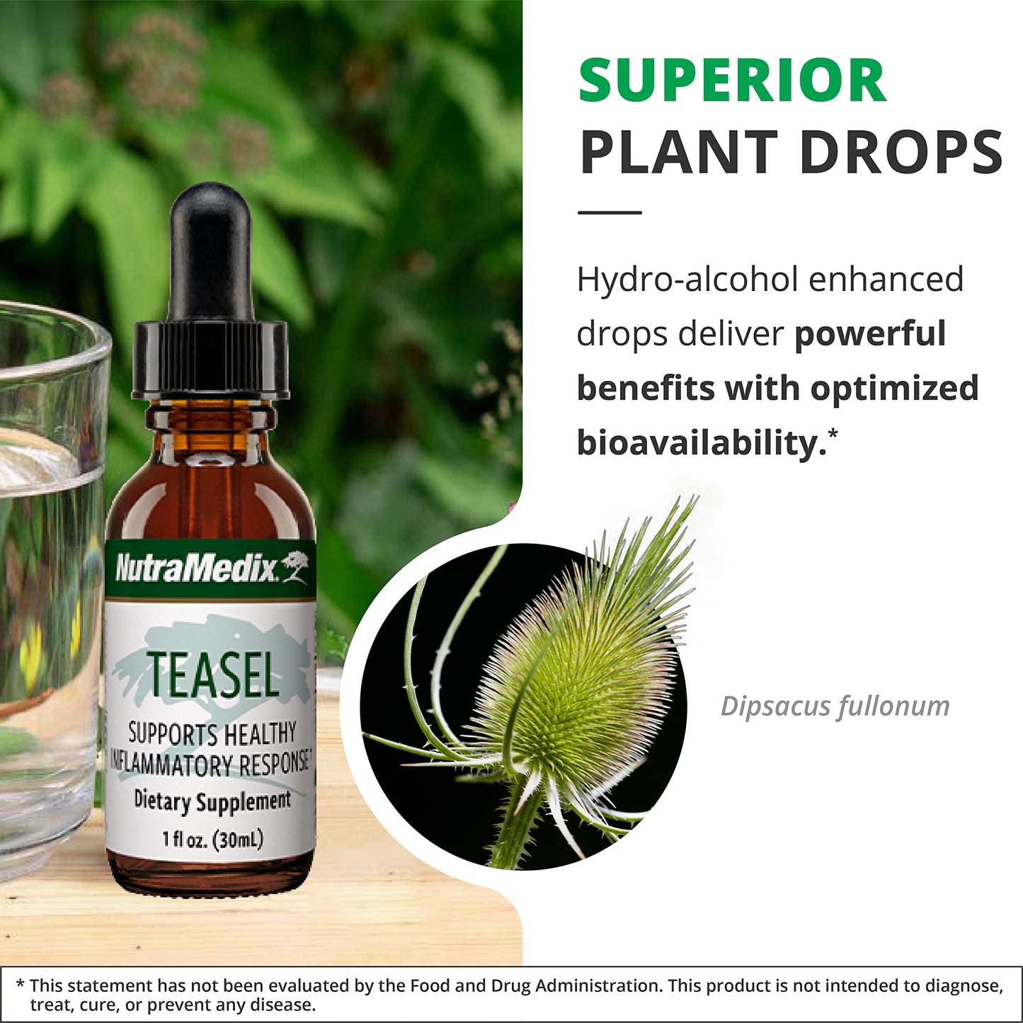 NutraMedix Teasel Root Wellness Drops – Fuller’s Teasel Extract | Antioxidant Support (1oz/30ml)