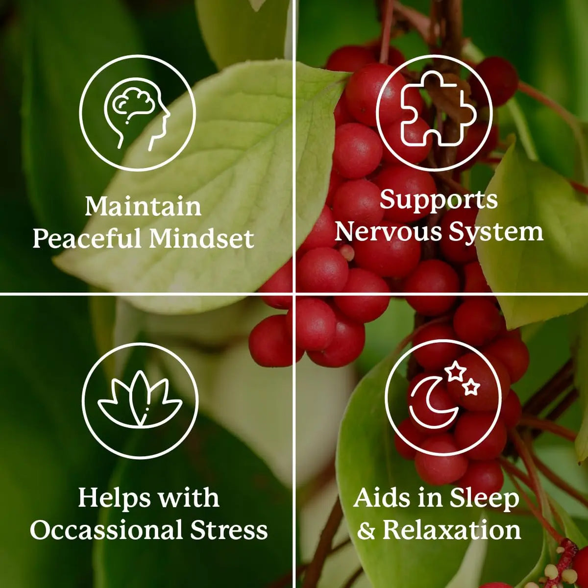 Nature's Sunshine Nutri-Calm – Herbal Stress Relief & Mood Support Supplement (100 Count) BritishVita | Premium UK Vitamins & Wellness Supplements