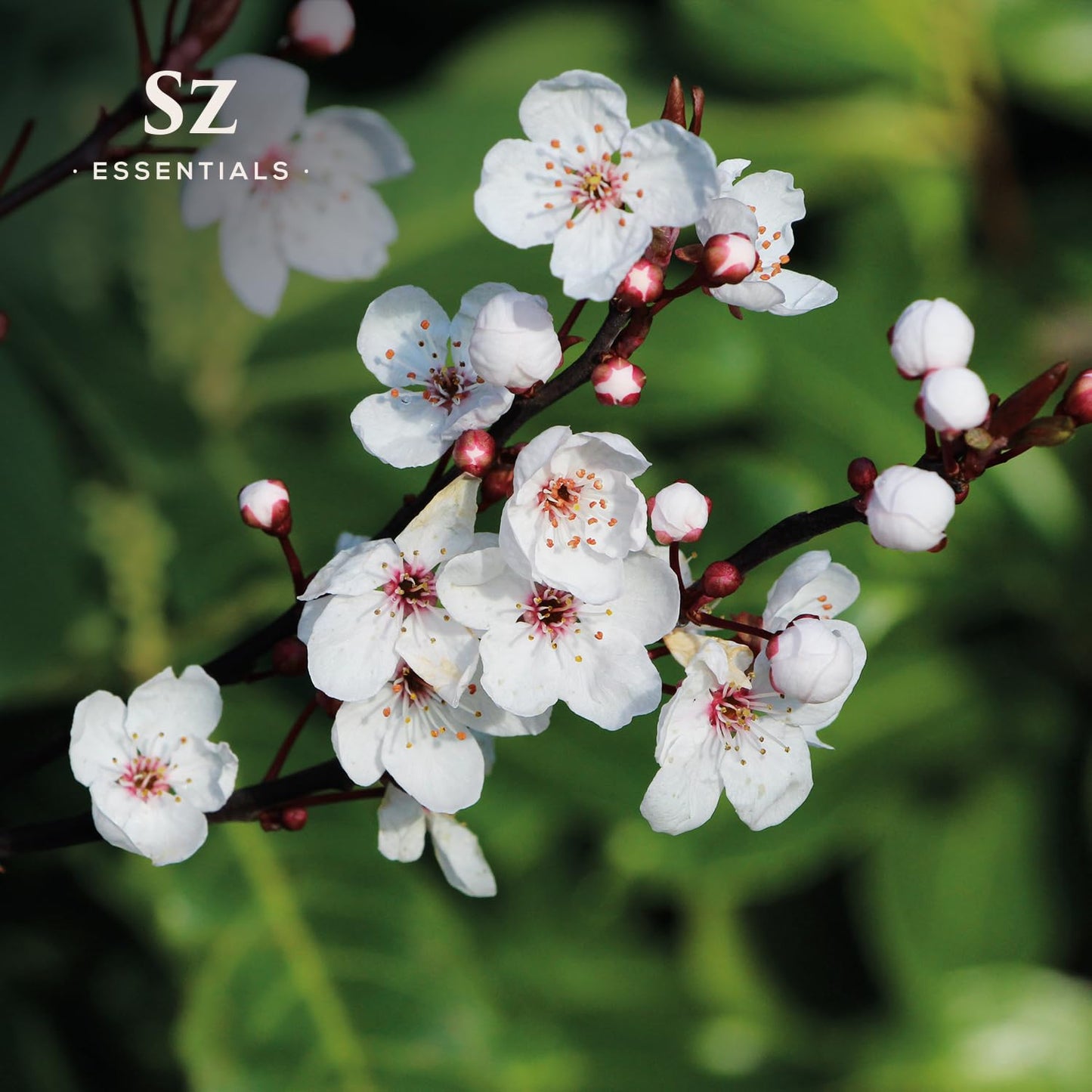 Sz Essentials Manuka Essential Oil – 100% Pure & Natural, New Zealand, 0.17 fl oz (5ml)