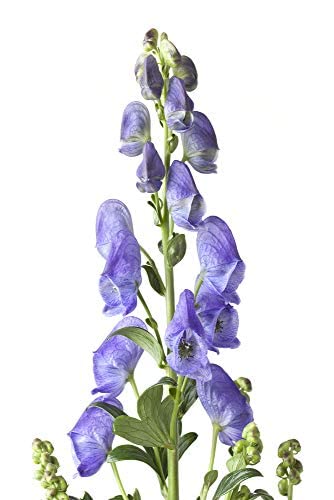 OLLOIS Aconitum Napellus 30C – Organic, Lactose-Free Homeopathic Medicine | 80 Pellets